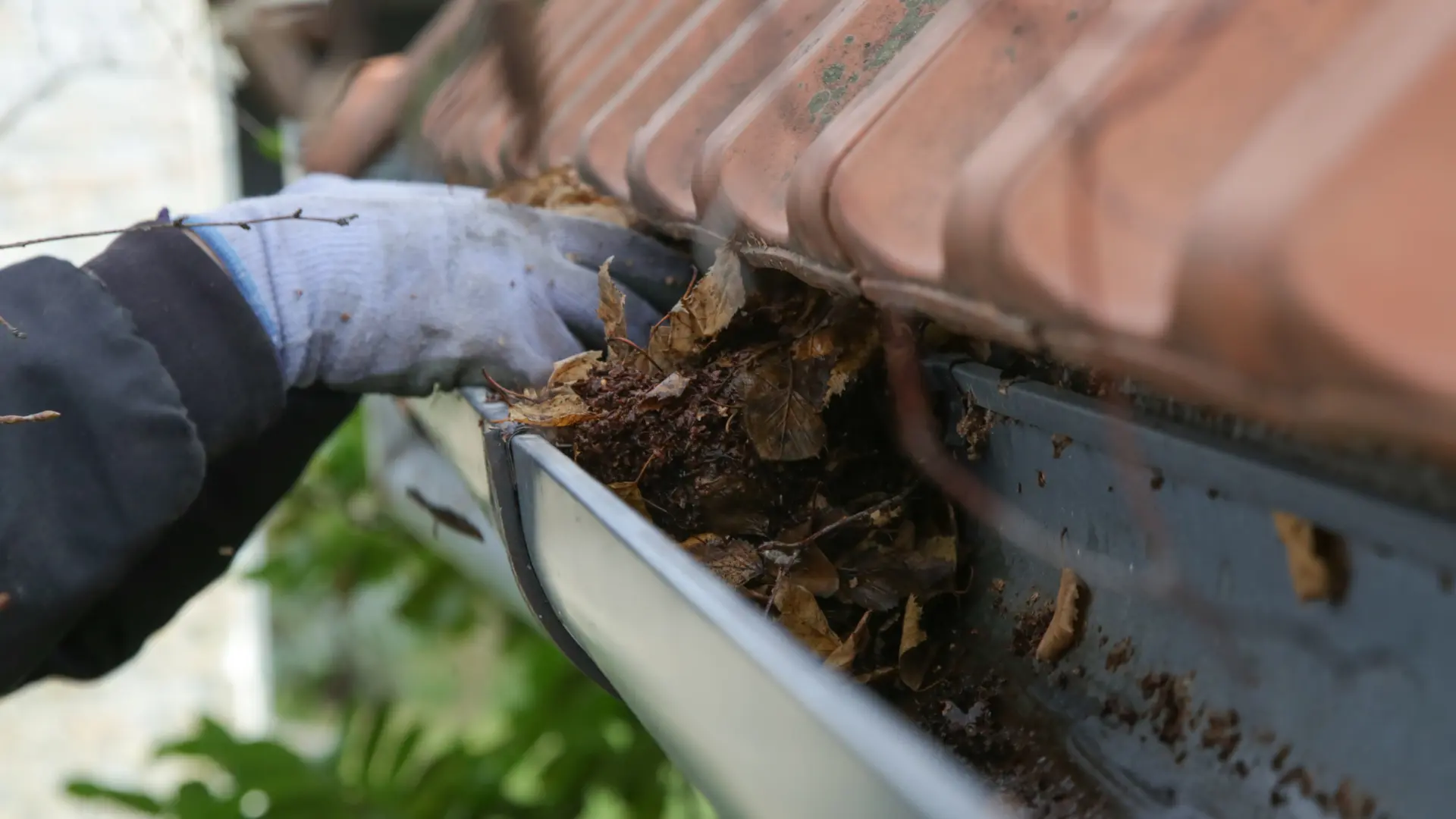 Gloved hand removing leaves and debris from a gutter